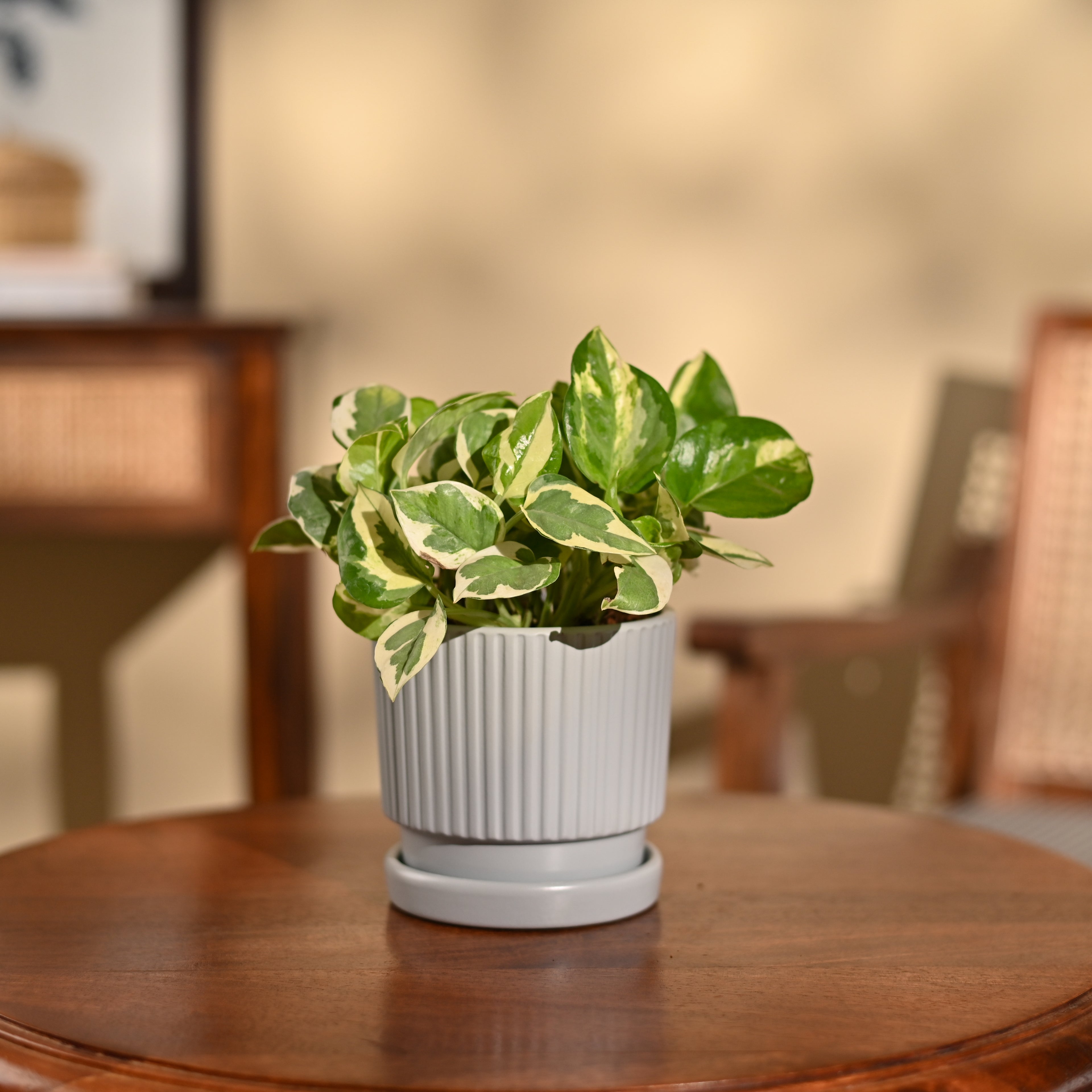 Money Plant N&