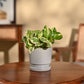 Money Plant N&