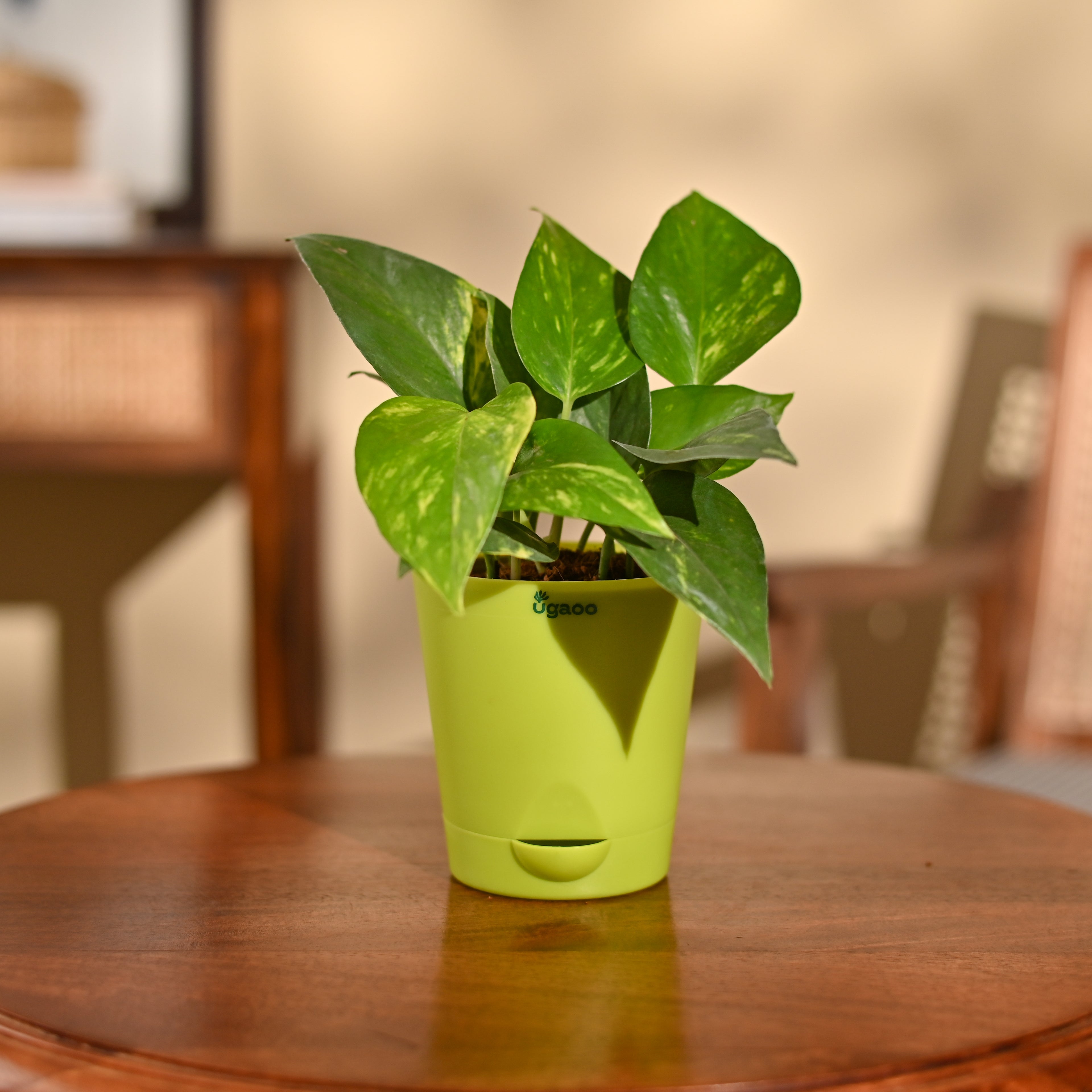 Money Plant Variegated