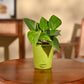 Money Plant Variegated