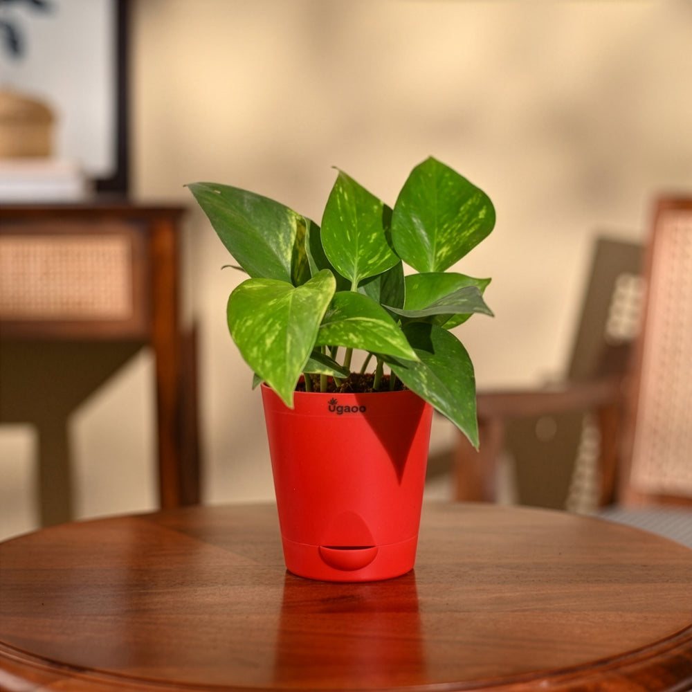Money Plant Variegated
