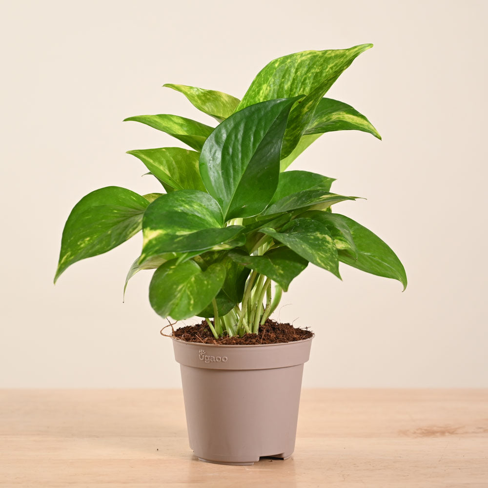 variegated money plant Premium Variegated Money Plant – Add Indoor Elegance & Prosperity!
