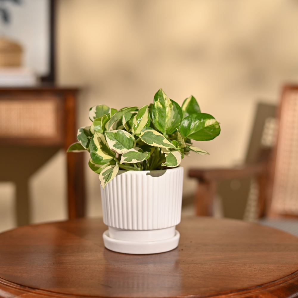 Money Plant N&