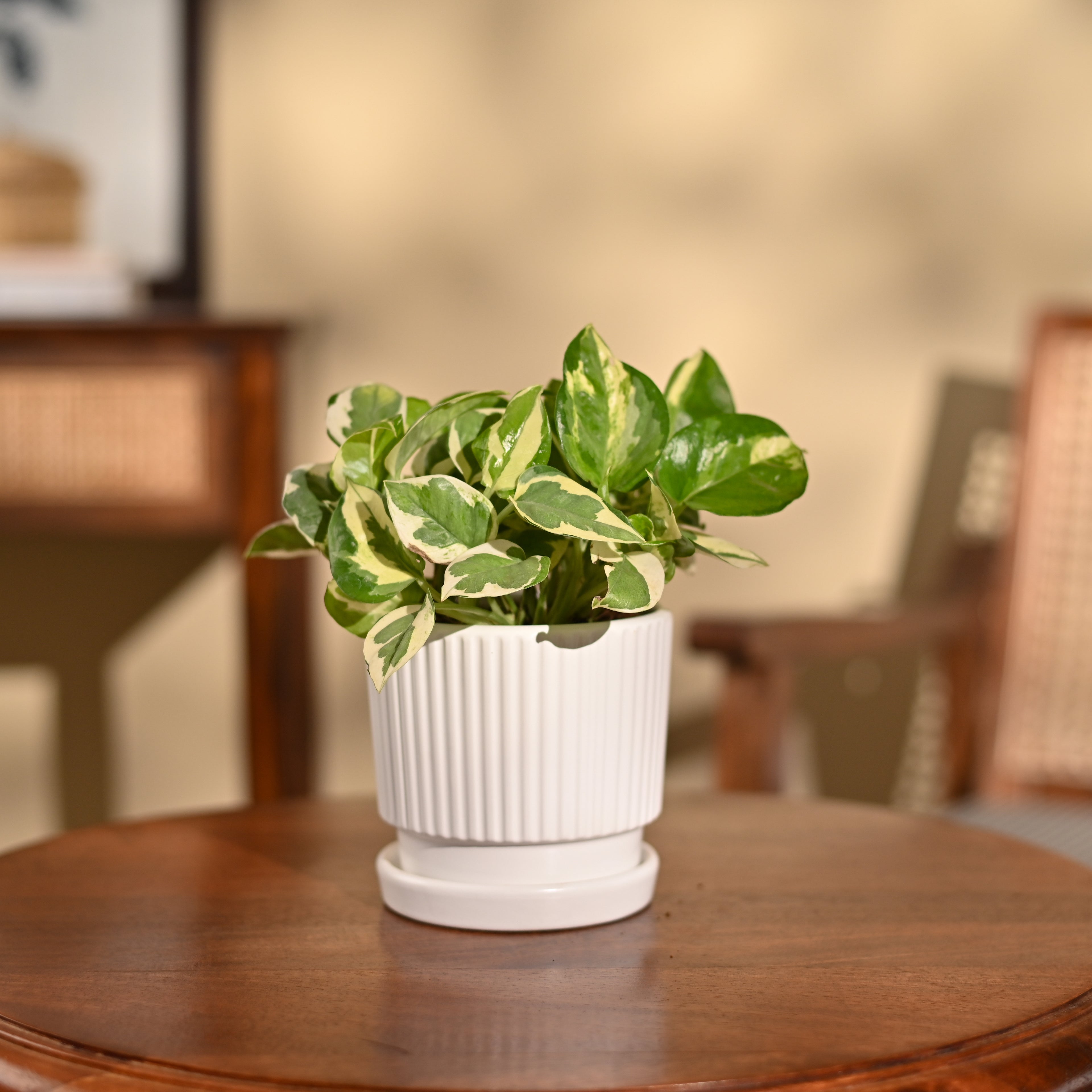 Money Plant N&