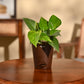 Money Plant Variegated