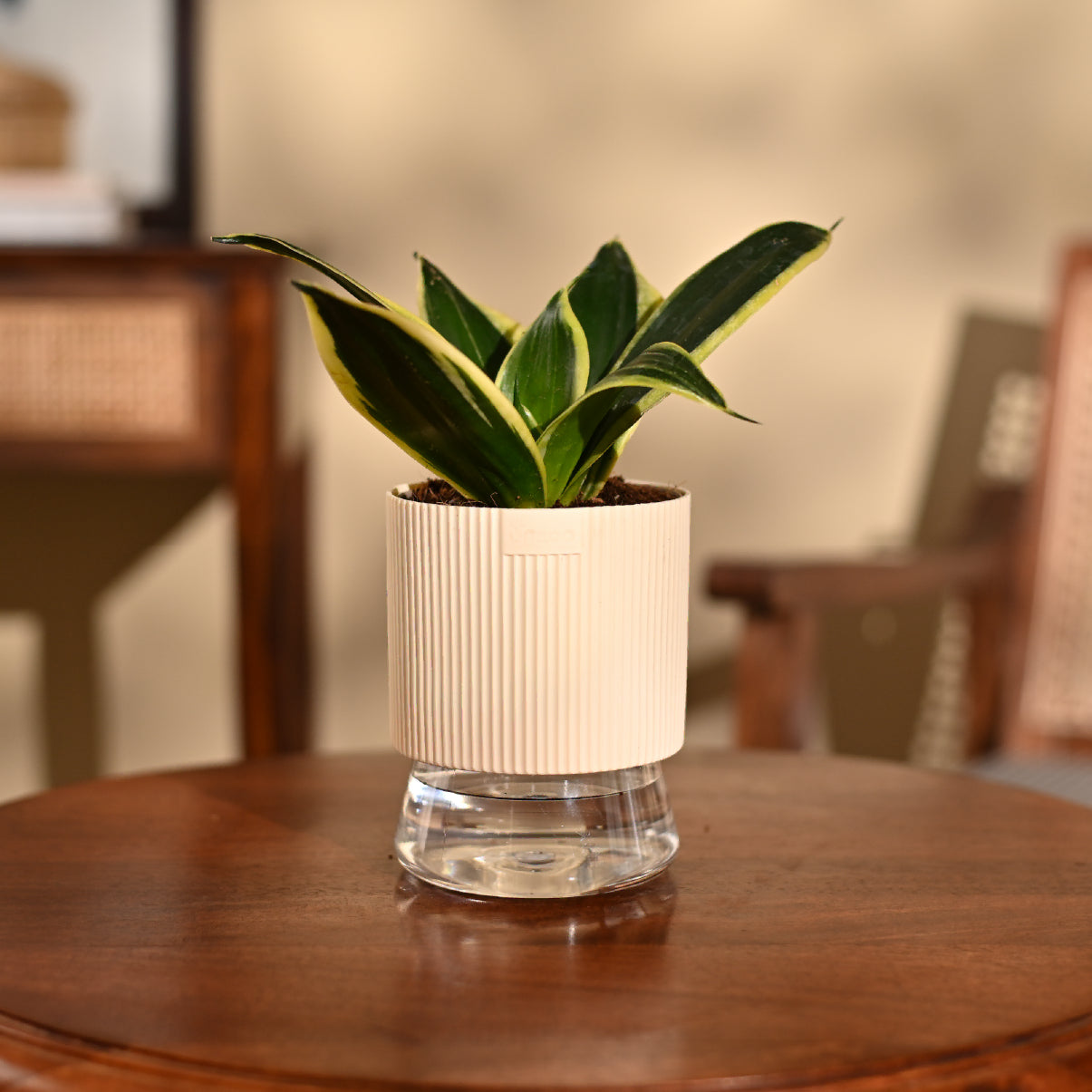 Snake Plant - Golden