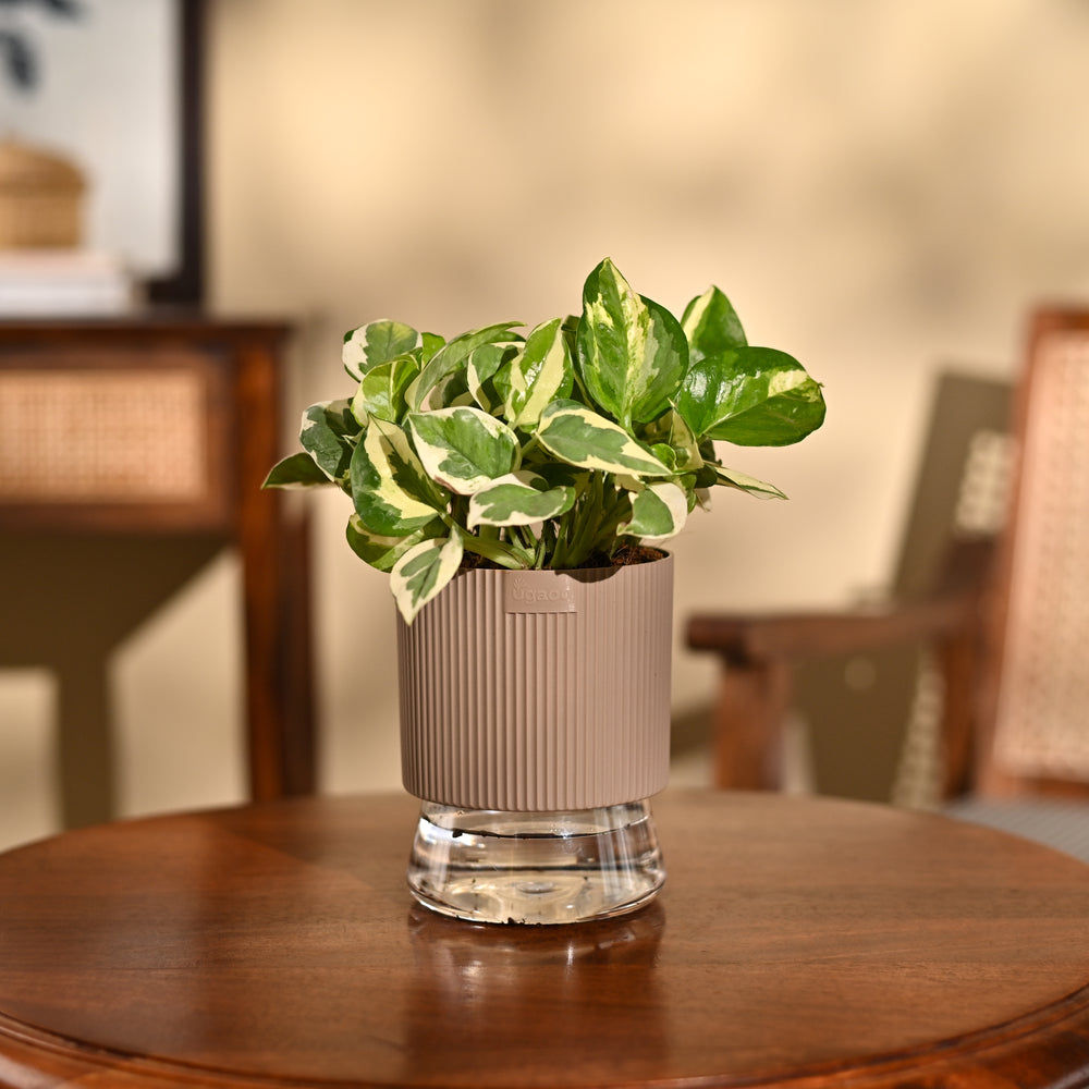 Money Plant N&