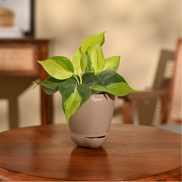 Philodendron Brasil Plant