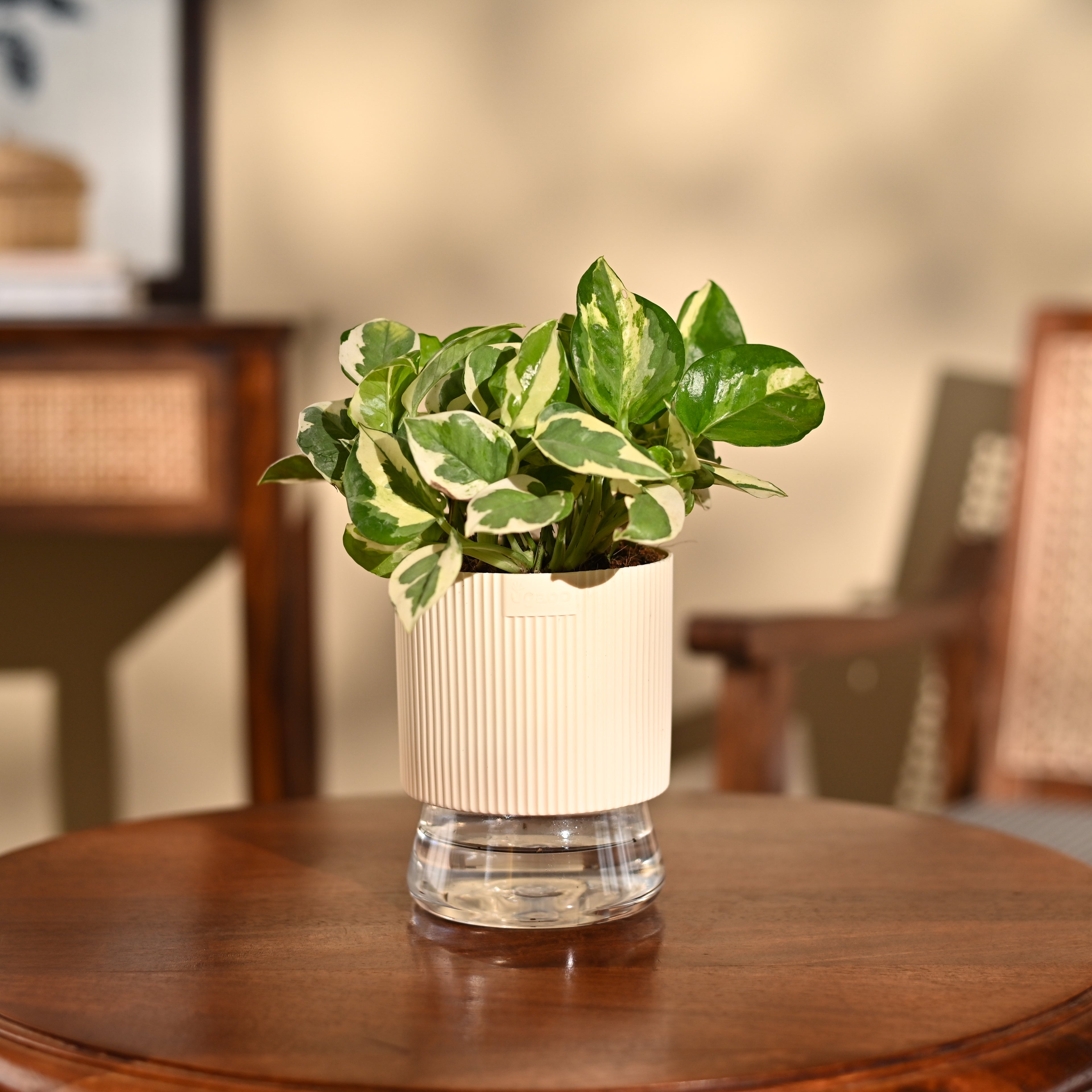 Money Plant N&