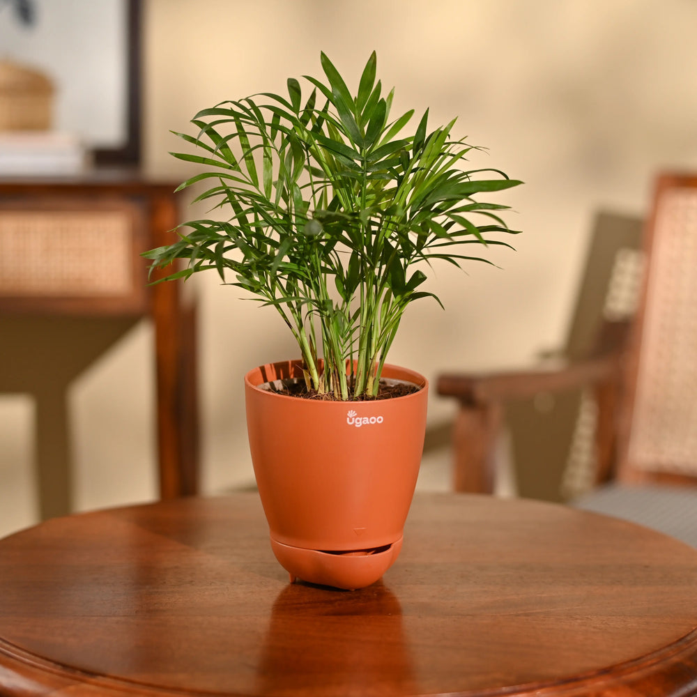 Bamboo Palm Plant