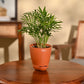 Bamboo Palm Plant