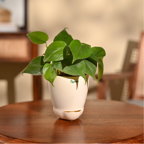 Philodendron Oxycardium Green Plant