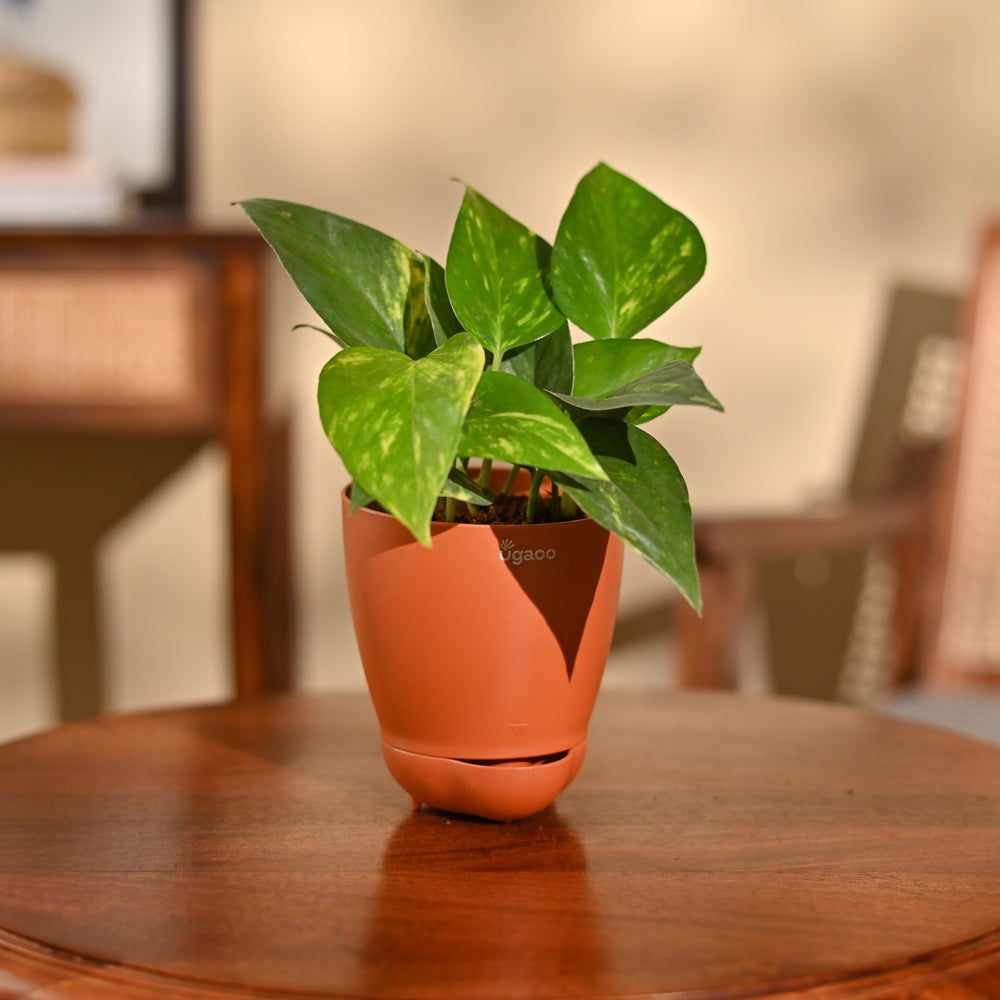 Money Plant Variegated