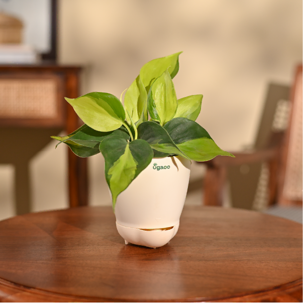 Philodendron Brasil Plant