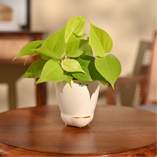 Philodendron Oxycardium Golden Plant