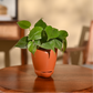 Philodendron Oxycardium Green Plant