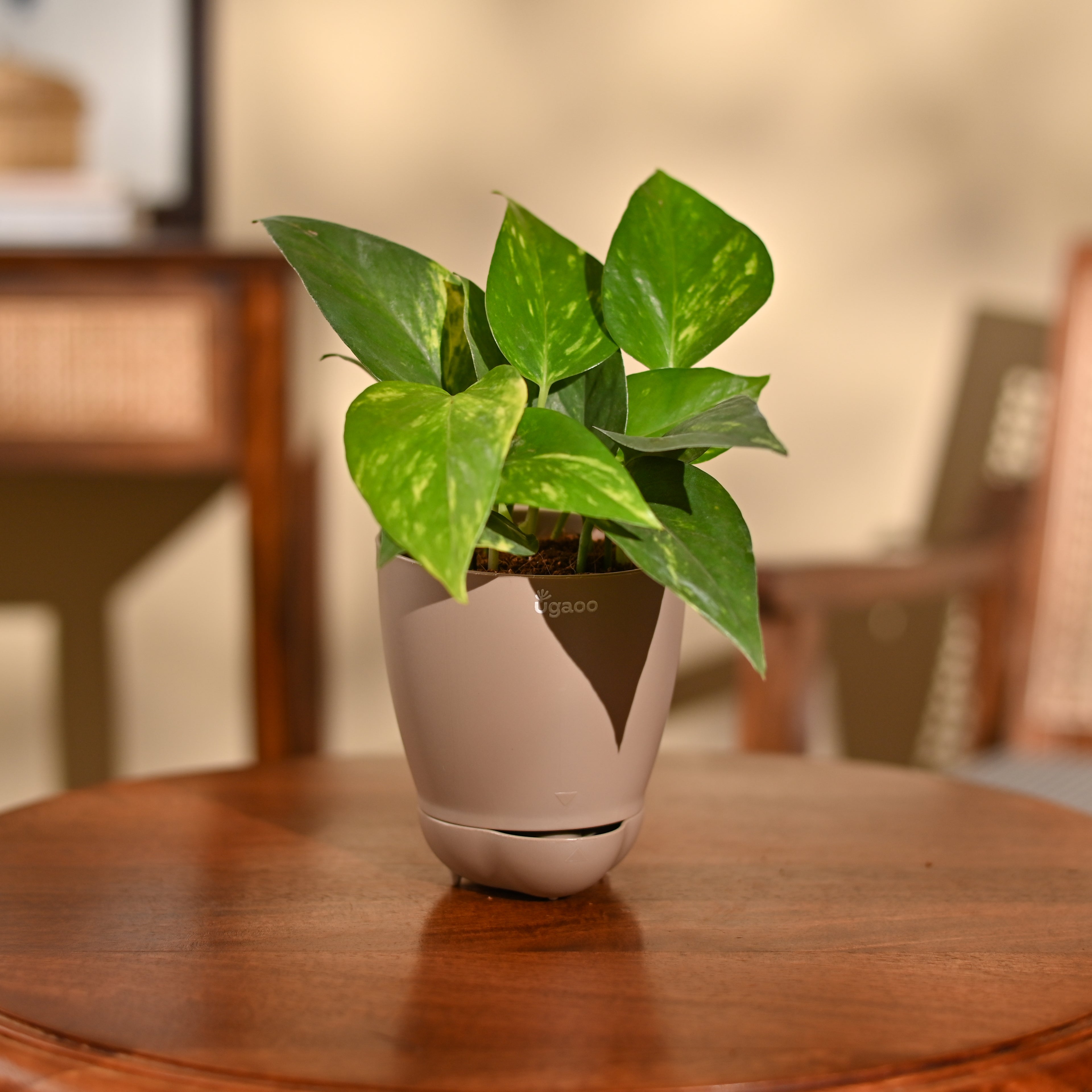 Money Plant Variegated