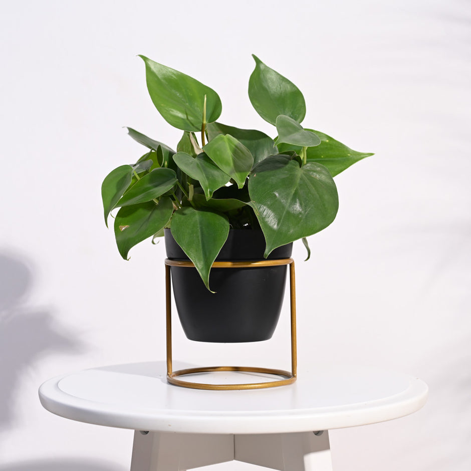Buy Premium Metal Plant Pots | Stylish & Long-Lasting Garden Planters ...