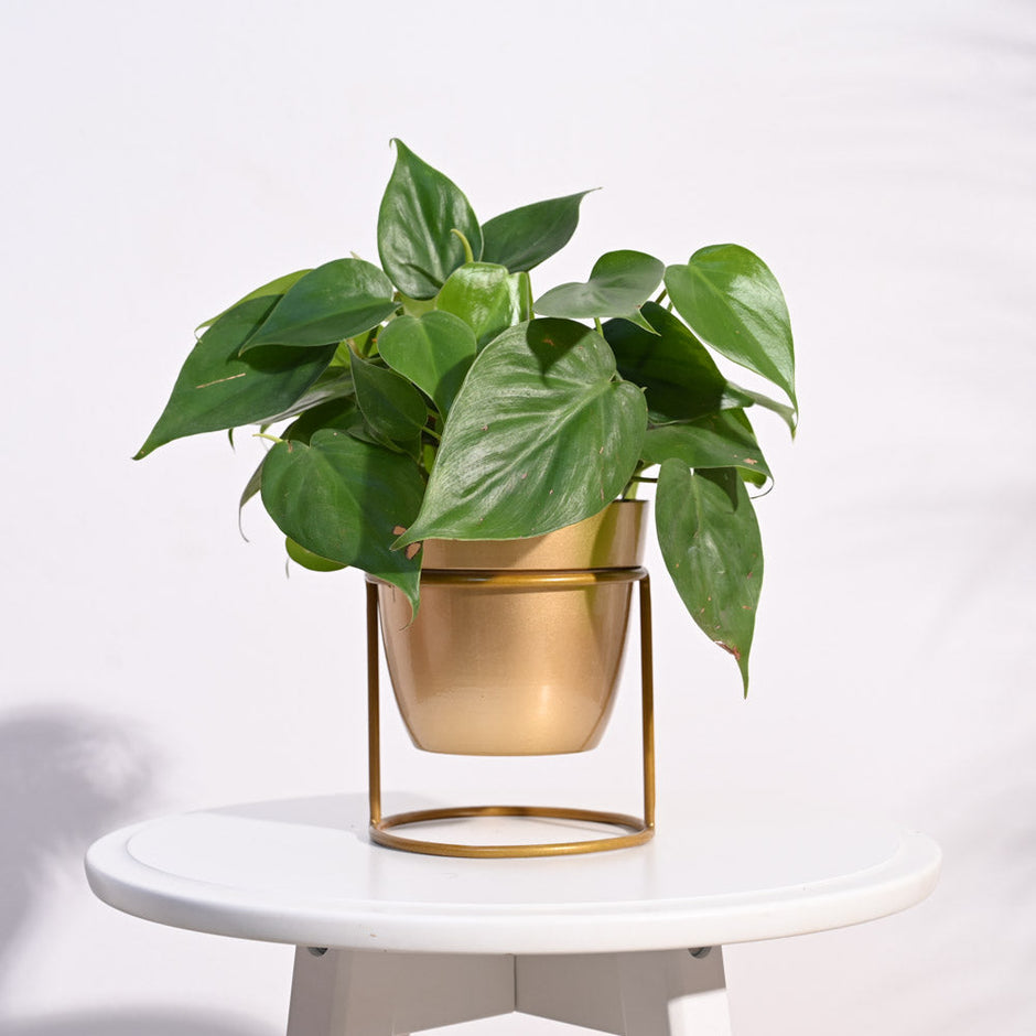 Buy Premium Metal Plant Pots | Stylish & Long-Lasting Garden Planters ...