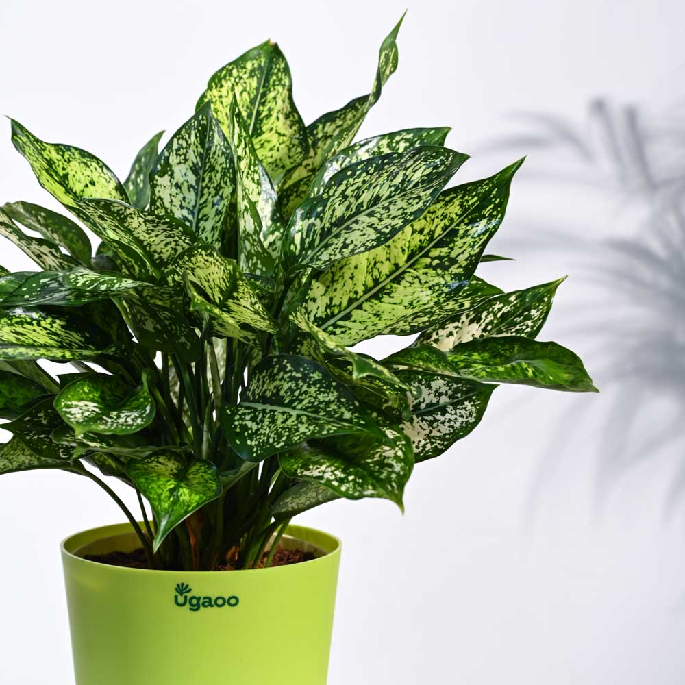vigoro aglaonema white edge Aglaonema Snow White Plant – Ugaoo