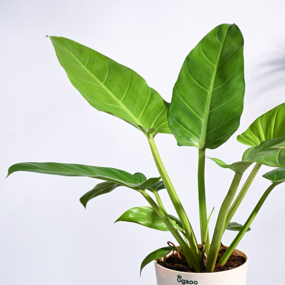 melonii gold philodendron Philodendron Melinonii Golden