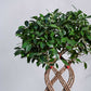 Ficus Netted Microcarpa