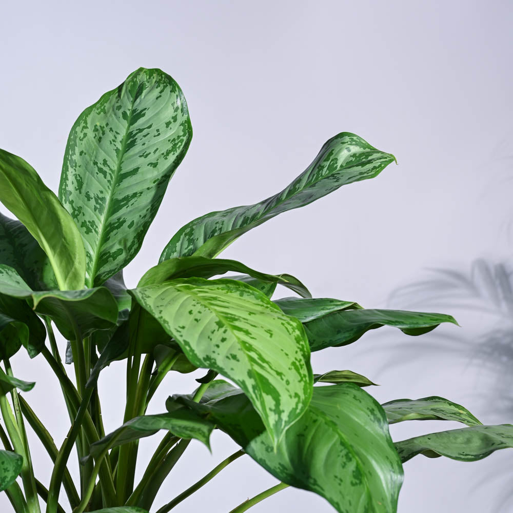 aglaonema white dove Buy Aglaonema Dove Plant XL Plant: Elevate Your Space with Elegance – Ugaoo