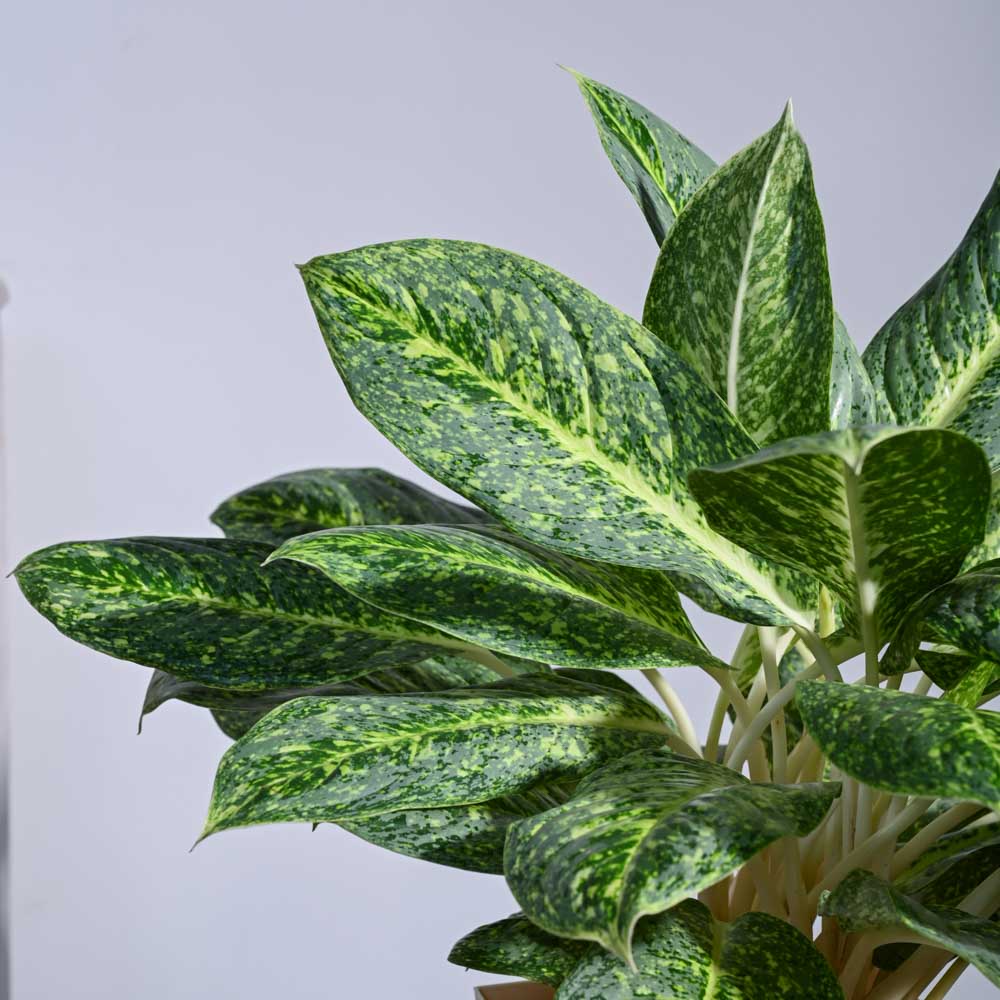 aglaonema benefits and side effects Buy Aglaonema Butterfly Plant XL Plant: Elevate Your Space with Elegance – Ugaoo