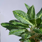 Aglaonema Butterfly Plant - XL