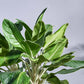 Aglaonema Ice Plant - XL