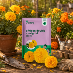 Marigold African Double Seeds