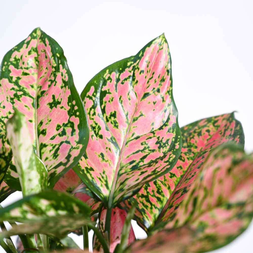 aglaonema pink beauty Aglaonema Pink Beauty Plant