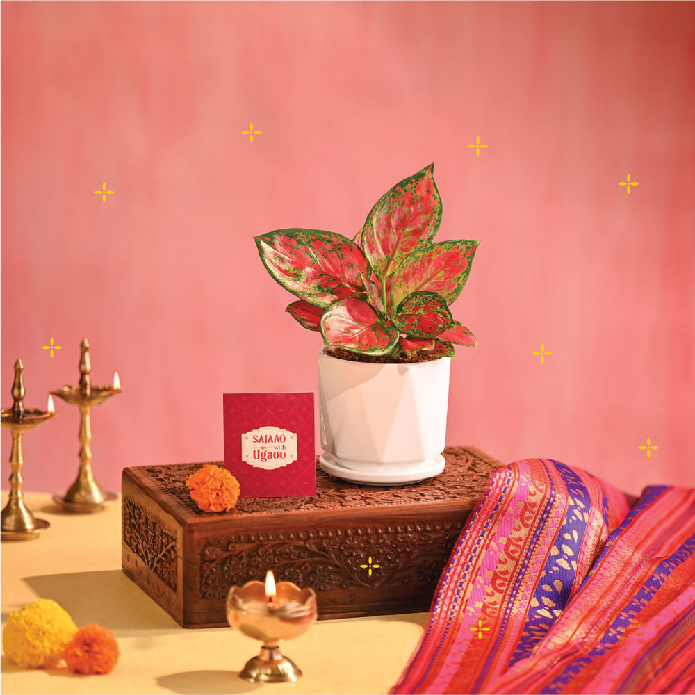 Pink Beauty Small - Diwali Edition