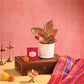 Pink Beauty Small - Diwali Edition