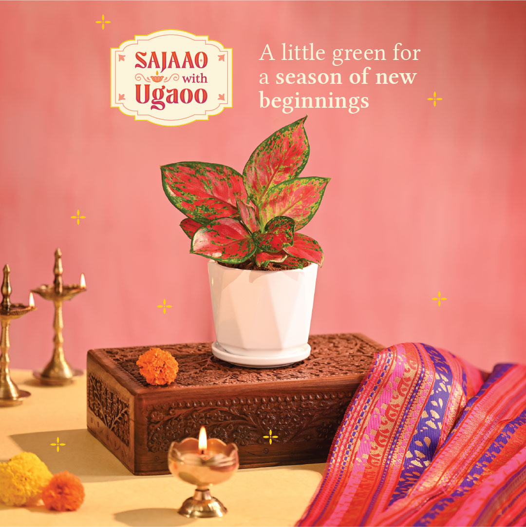 Pink Beauty Small - Diwali Edition