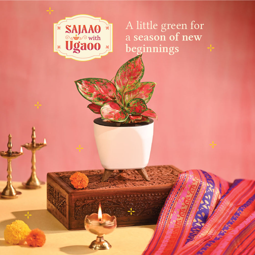 Pink Beauty Small - Diwali Edition