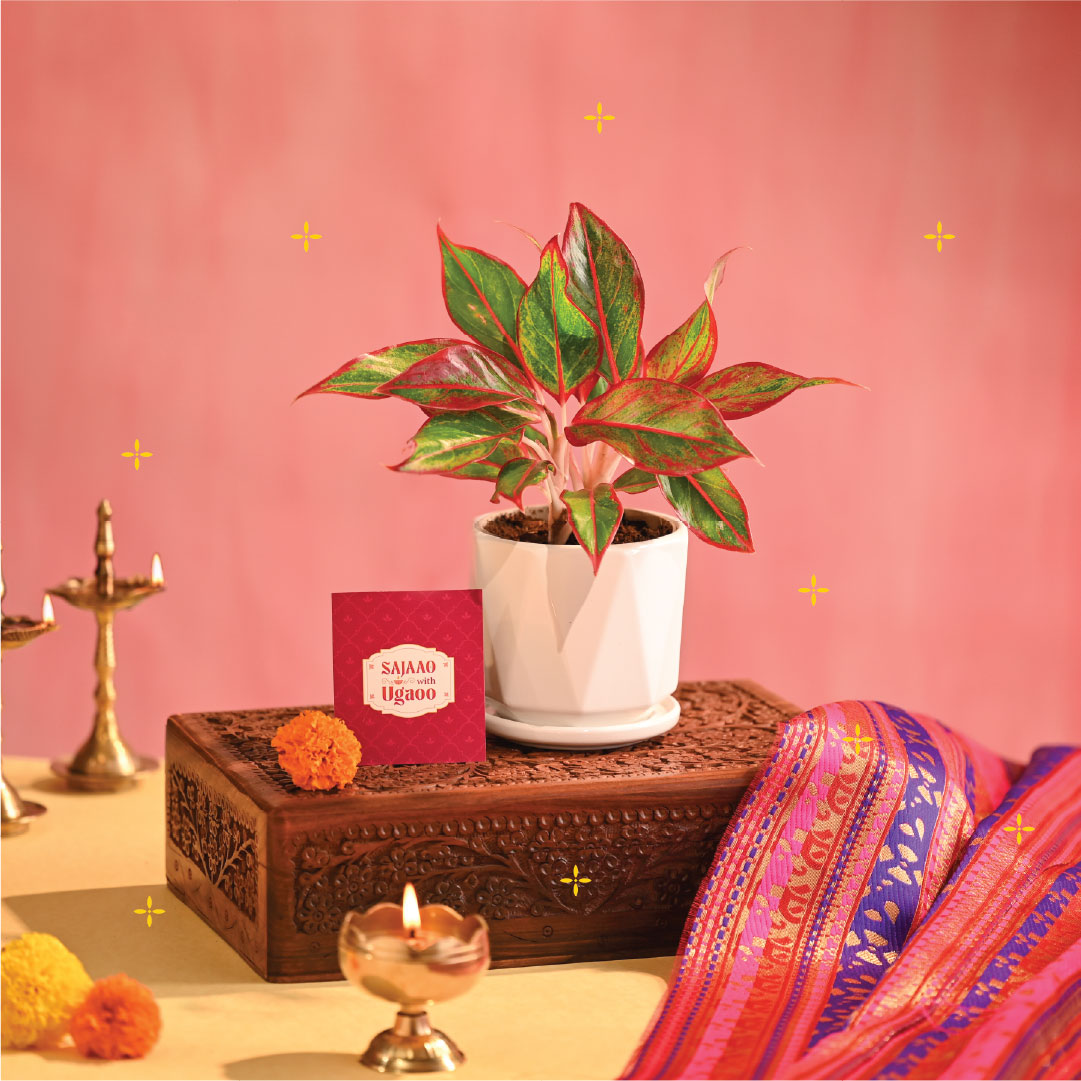 Aglaonema Red Small Plant - Diwali Edition