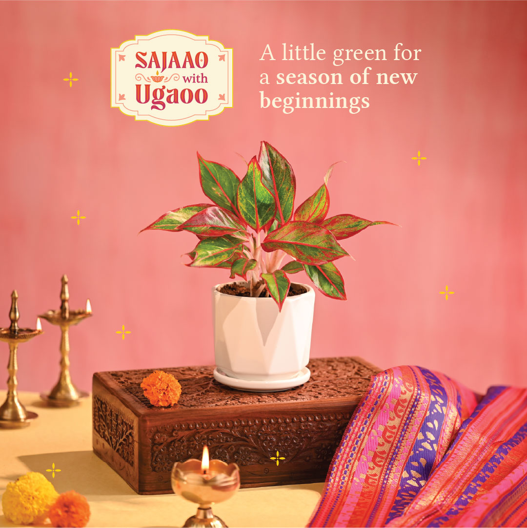 Aglaonema Red Small Plant - Diwali Edition
