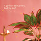 Aglaonema Red Small Plant - Diwali Edition
