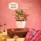 Aglaonema Red Small Plant - Diwali Edition