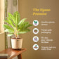 Aglaonema Butterfly Plant - Large