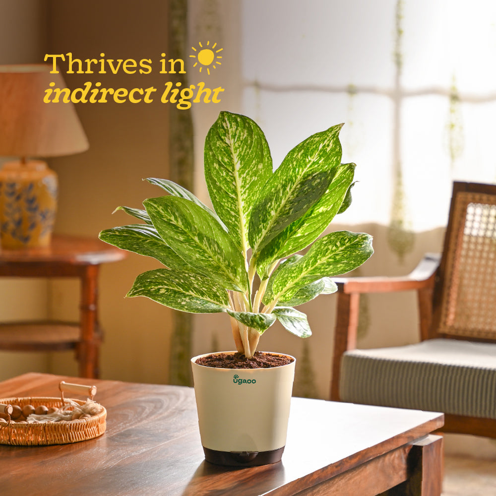 Aglaonema Butterfly Plant - Large