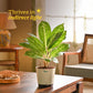 Aglaonema Butterfly Plant - Large
