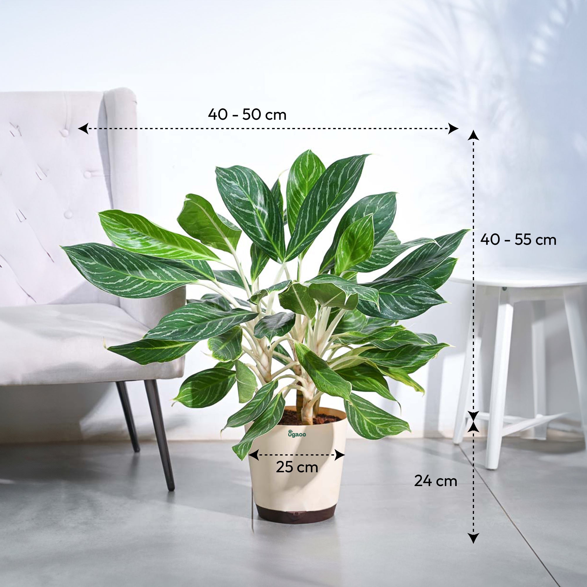 Aglaonema Dove Plant - XL