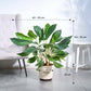 Aglaonema Dove Plant - XL