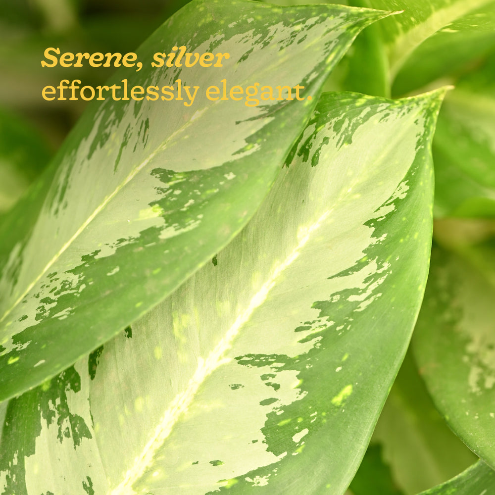 Aglaonema Dove Plant - XL