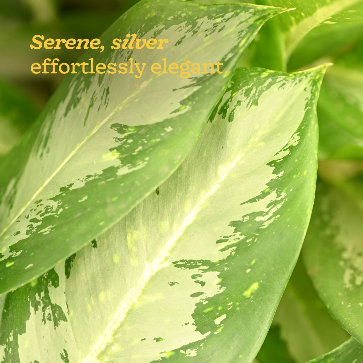 Aglaonema Dove Plant - XL