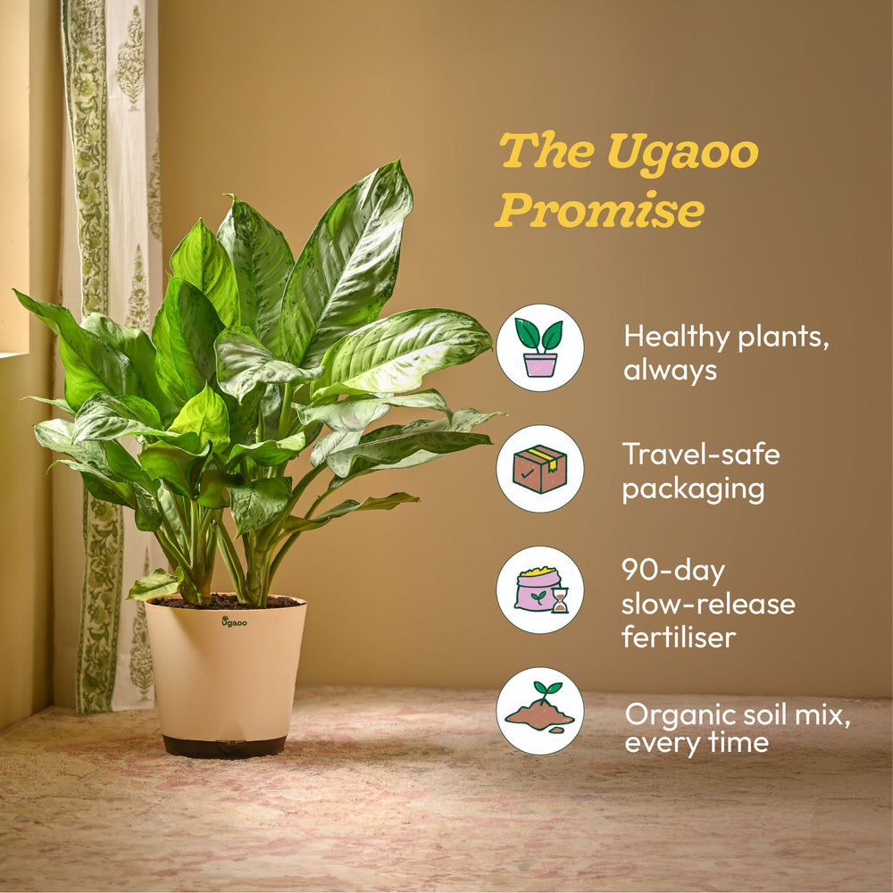 Aglaonema Dove Plant - XL