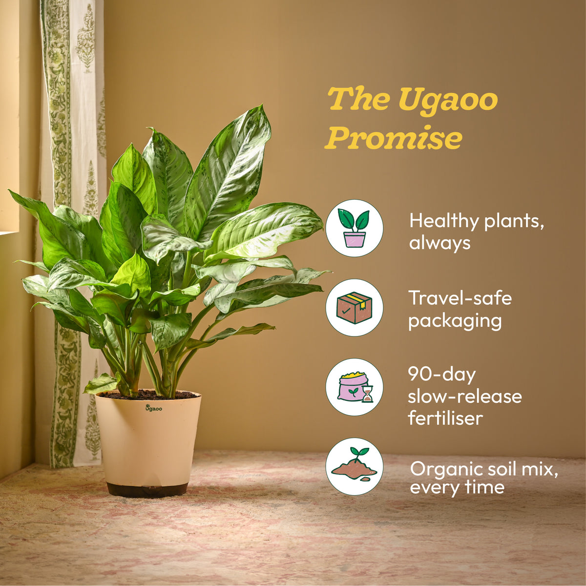 Aglaonema Dove Plant - XL
