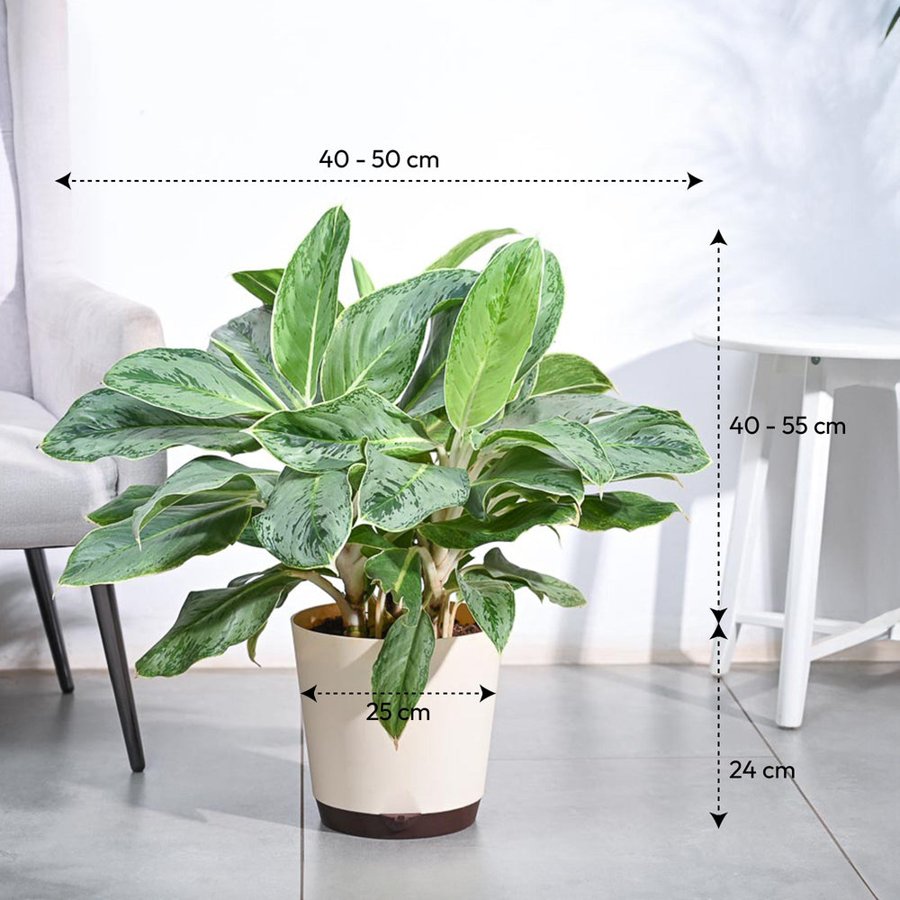 aglaonema ice cream Buy Aglaonema Ice Plant XL Plant: Elevate Your Space with Elegance – Ugaoo